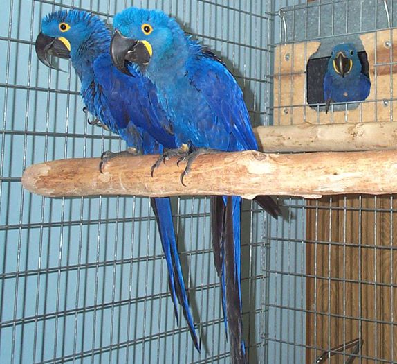 AMERICA DE SUD - FRUMUSETI  MONDIALE