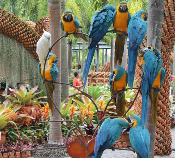 AMERICA DE SUD - FRUMUSETI  MONDIALE