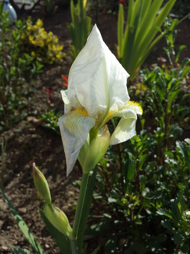22 Iris germanica - Irisi - 2015