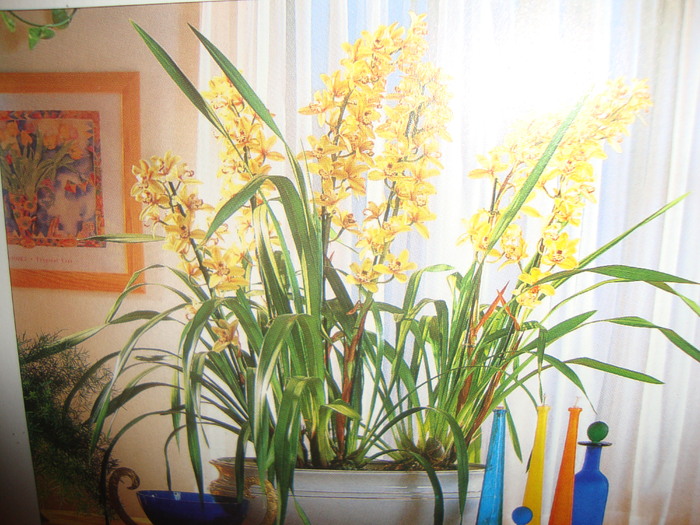 CYMBIDIUM - ORHIDEI