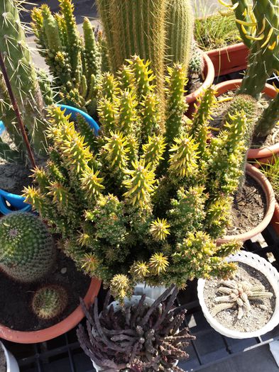 21 Austrocylindropuntia subulata f. monstruosa