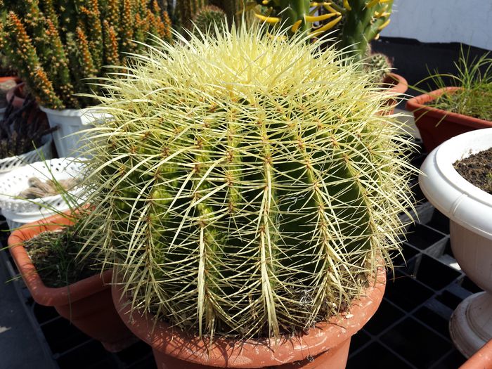 23 Echinocactus grusonii