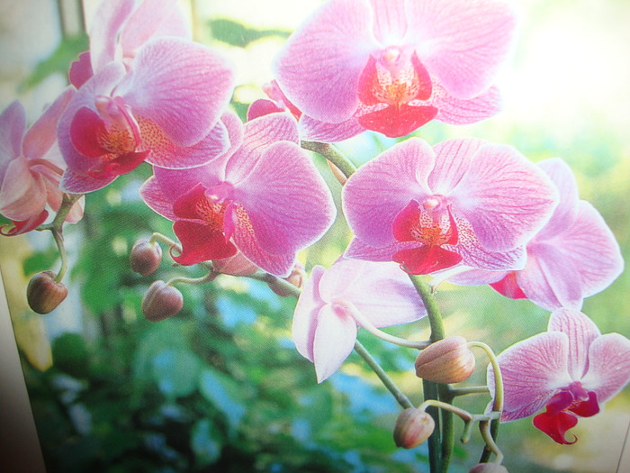 PHALAENOPSIS