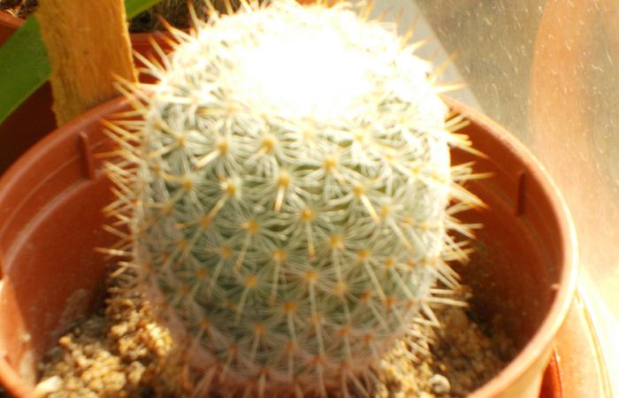 cactus1 - cactusi si suculente