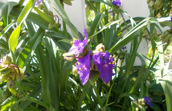 tradescantia - floricele de gradina