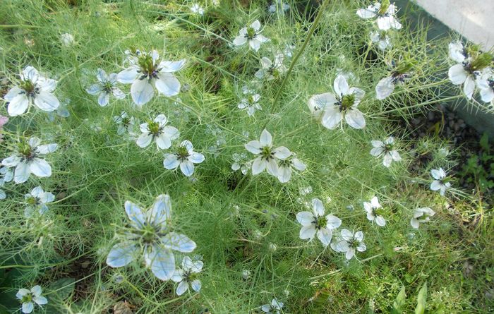 barba imparatului - floricele de gradina