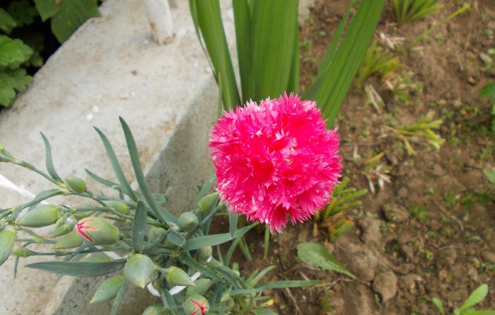 garofite - floricele de gradina