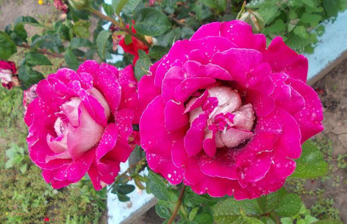 trandafirul meu preferat