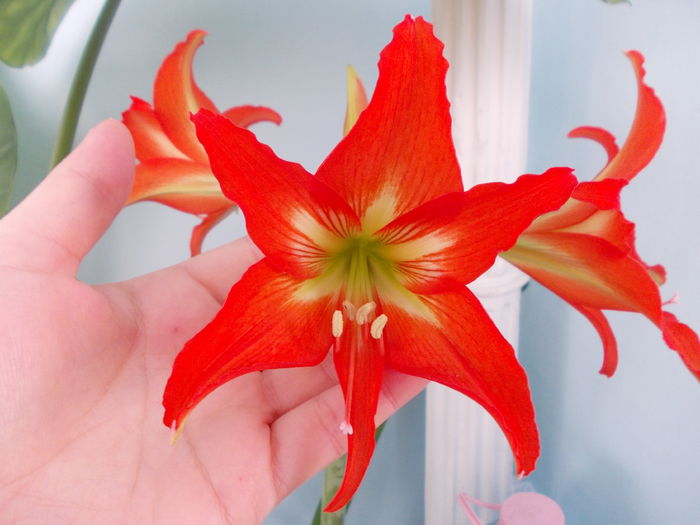 DSCN2061 - amaryllis