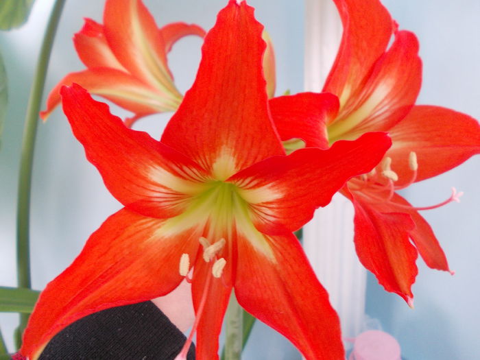 DSCN2062 - amaryllis