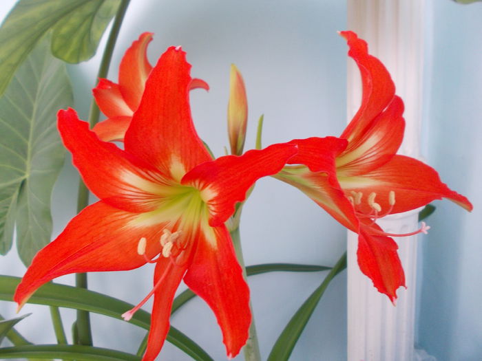 DSCN2063 - amaryllis