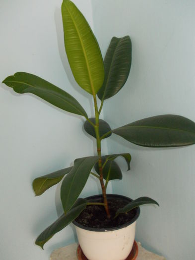 ficus