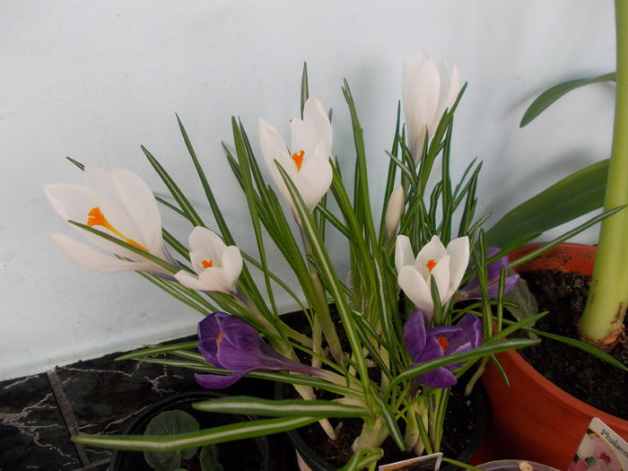 crocus (branduse) - Diverse floricele