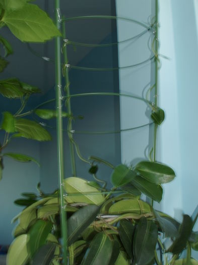 stephanotis; a inceput sa urce vertiginos in sus fara nici o oprire!
