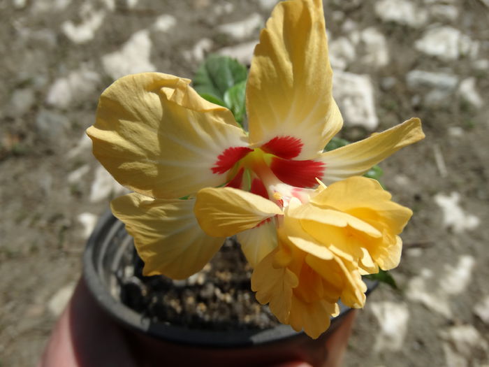 DSC09920 - Plante in ghiveci 2015