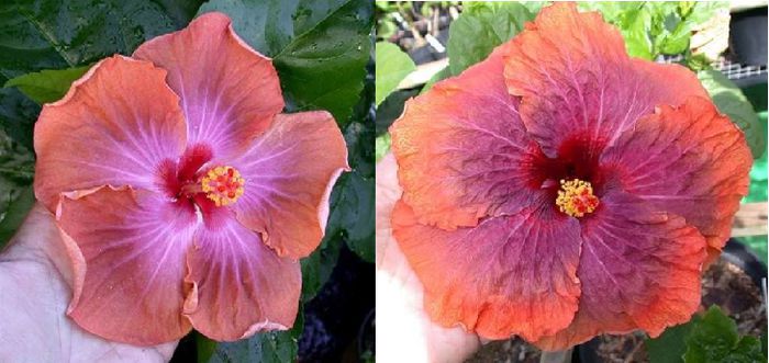 Hibiscus Tahitian Bronze Empire x Tahitian Orange Mirage