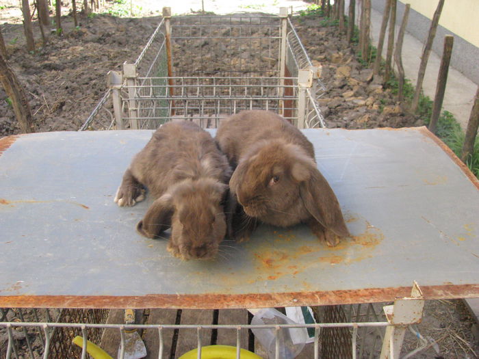 BERBEC HAVANA  G2(3) - BERBEC GERMAN