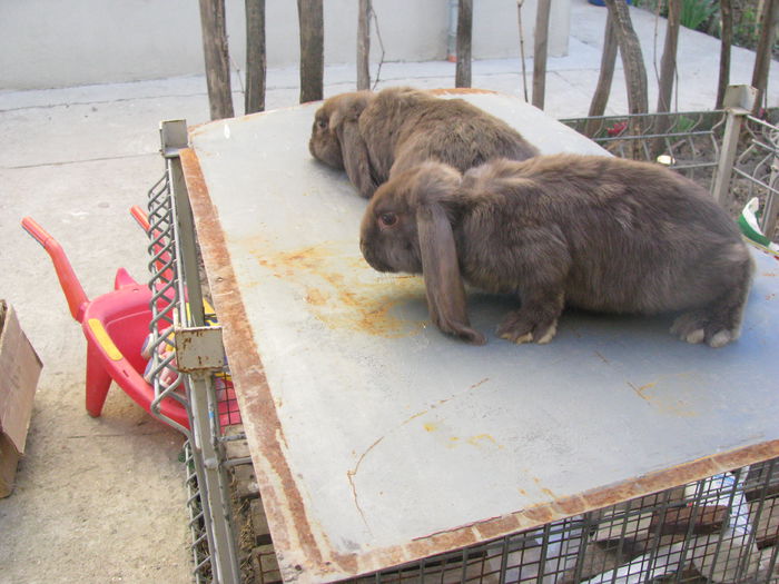 BERBEC HAVANA  G2 - BERBEC GERMAN