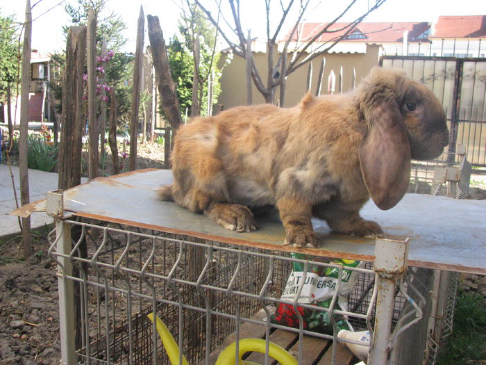 Femela Berbec German Thuringer  F1 (3) - BERBEC GERMAN