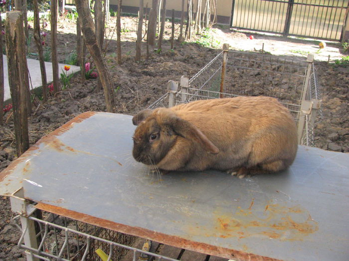 Femela Berbec German Thuringer F2 - BERBEC GERMAN