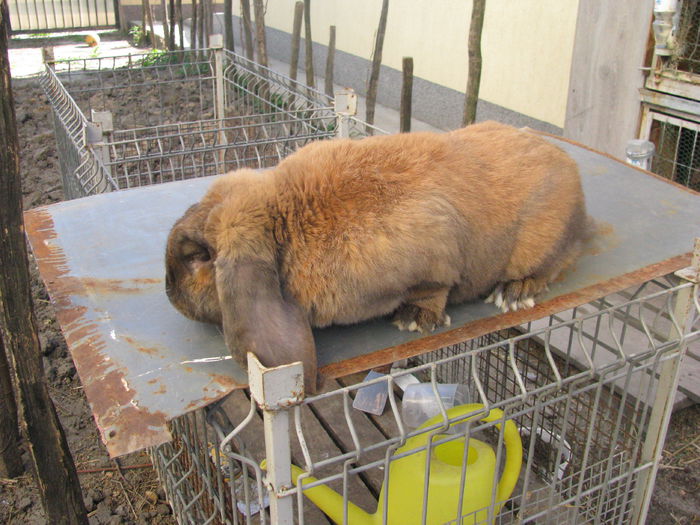 mascul Berbec German Thuringer (2) M1 - BERBEC GERMAN