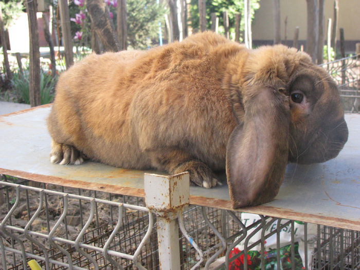 mascul Berbec German Thuringer M1 - BERBEC GERMAN