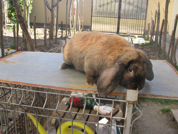 mascul Berbec German Thuringer M2 (2) - BERBEC GERMAN