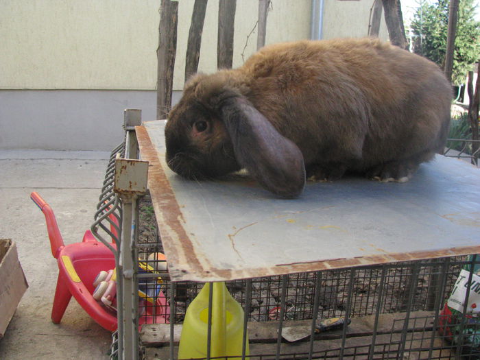 mascul Berbec German Thuringer M2 - BERBEC GERMAN