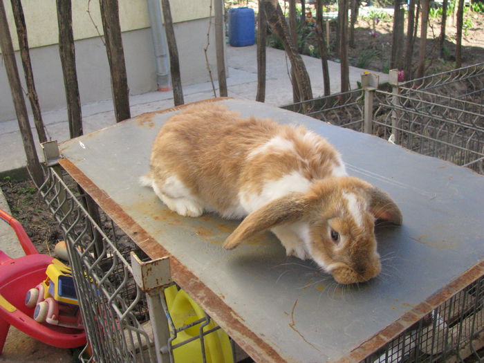 PUI BERBEC GERMAN (2) - BERBEC GERMAN