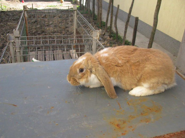 PUI BERBEC GERMAN (3) - BERBEC GERMAN