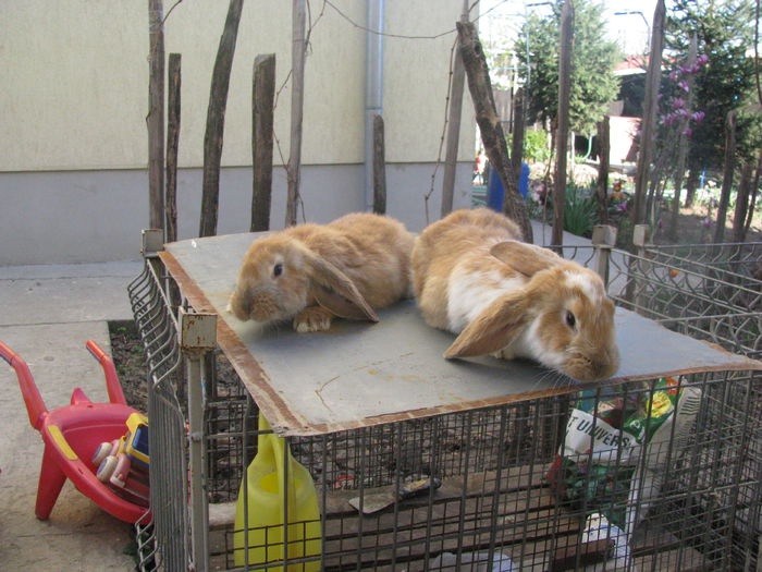 PUI BERBEC GERMAN (4) - BERBEC GERMAN