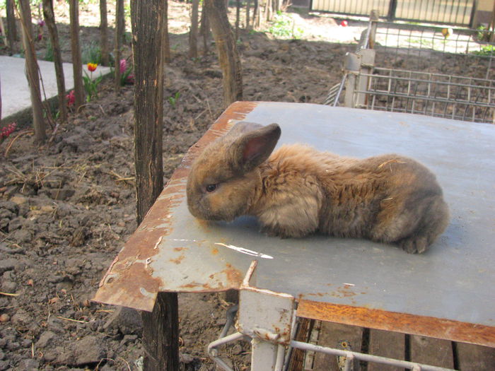 PUI BERBEC GERMAN TURINGAR (2) - BERBEC GERMAN