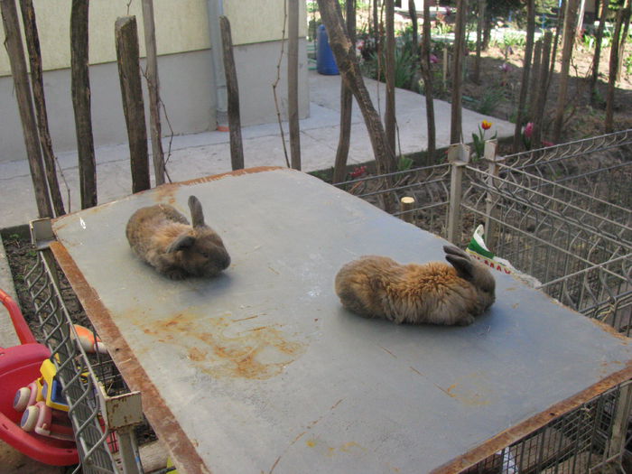 PUI BERBEC GERMAN TURINGAR - BERBEC GERMAN