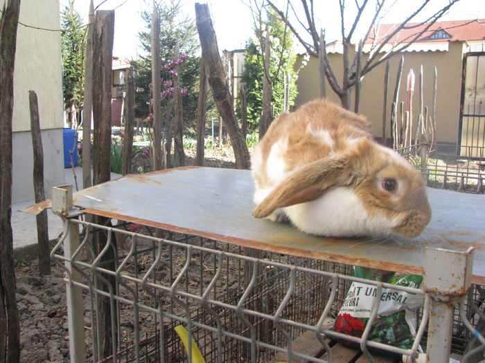 PUI BERBEC GERMAN - BERBEC GERMAN