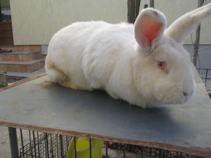 FEMELA NEOZEELANDEZ ALB (2) - NEOZEELANDEZ ALB