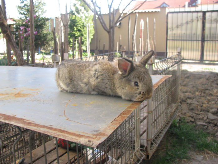 PUI HIBRID FEMELA NEOZEELANDEZ ALB CU mascul Berbec German Thuringer M1 - NEOZEELANDEZ ALB