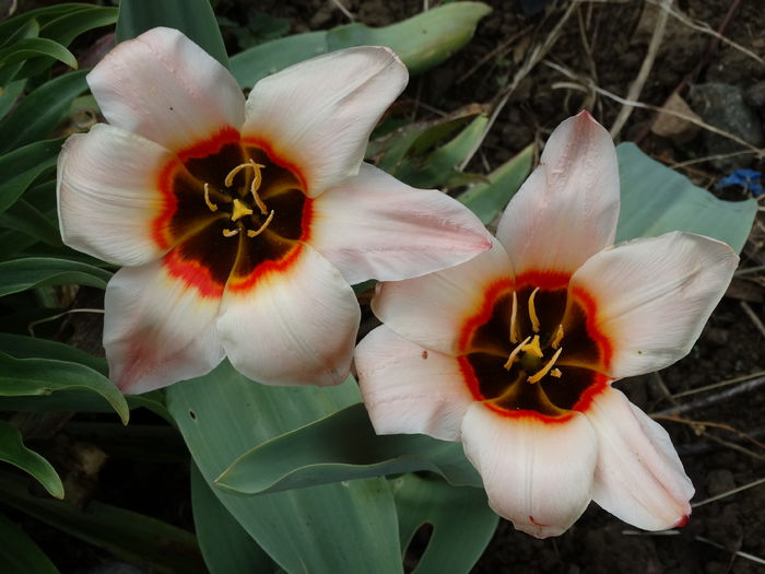 DSC09853 - Plante in gradina 2015