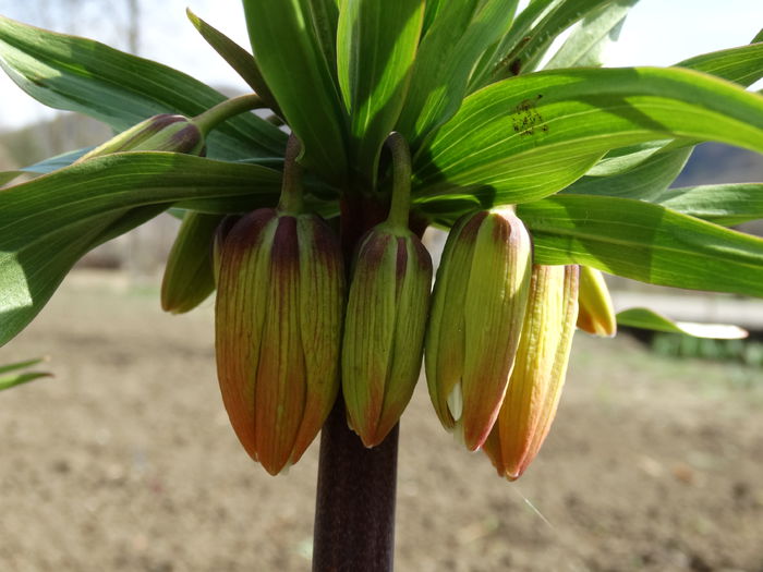 DSC09988 - Plante in gradina 2015