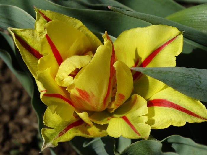 DSC09986 - Plante in gradina 2015
