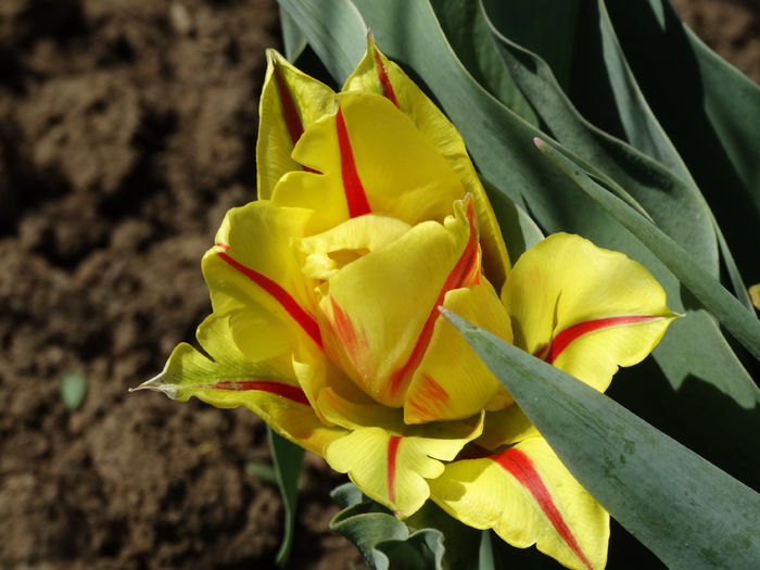 DSC09985 - Plante in gradina 2015