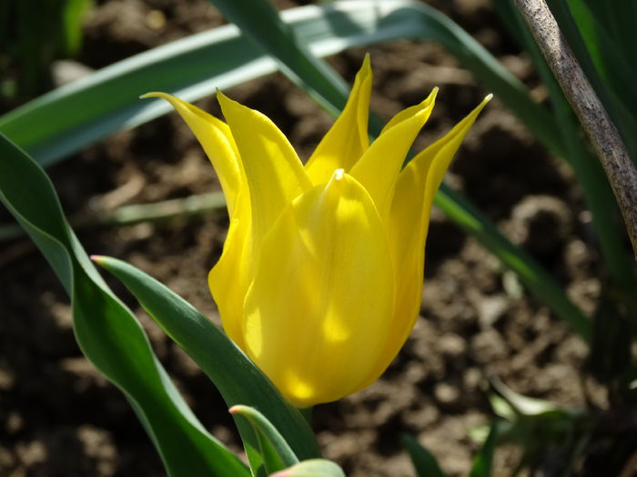 DSC09984 - Plante in gradina 2015
