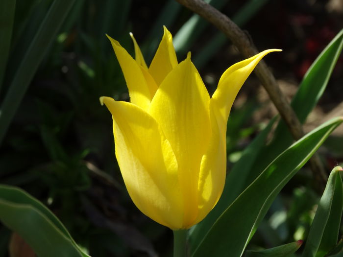 DSC09983 - Plante in gradina 2015