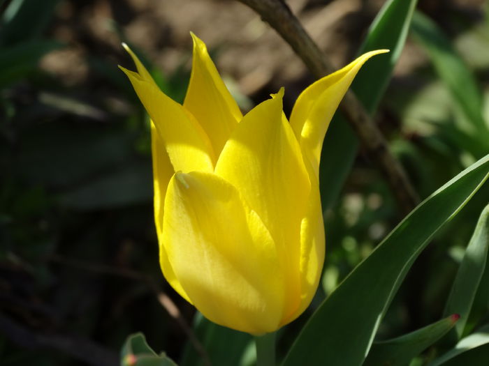 DSC09981 - Plante in gradina 2015