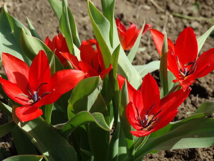 DSC09980 - Plante in gradina 2015
