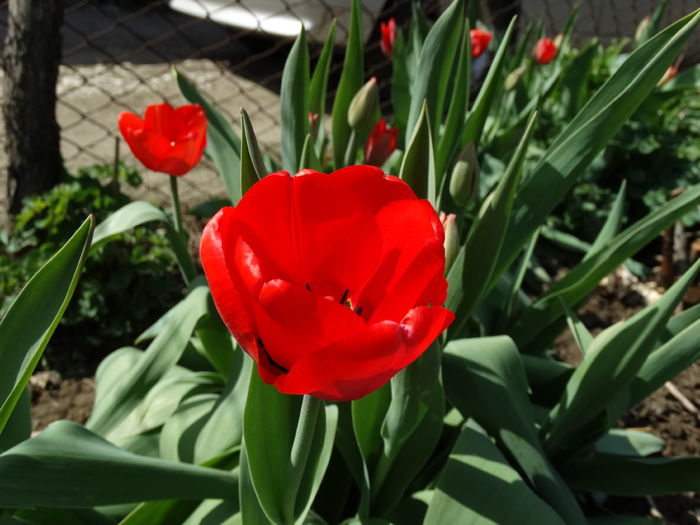 DSC09977 - Plante in gradina 2015