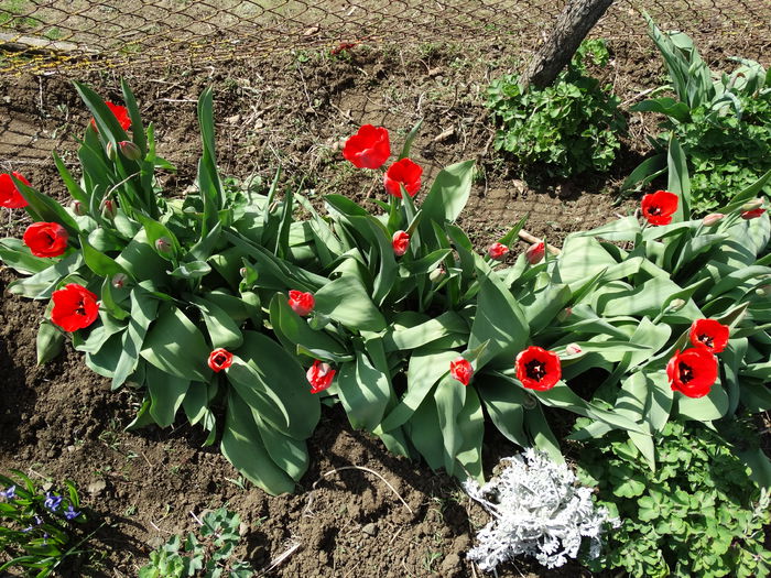 DSC09976 - Plante in gradina 2015