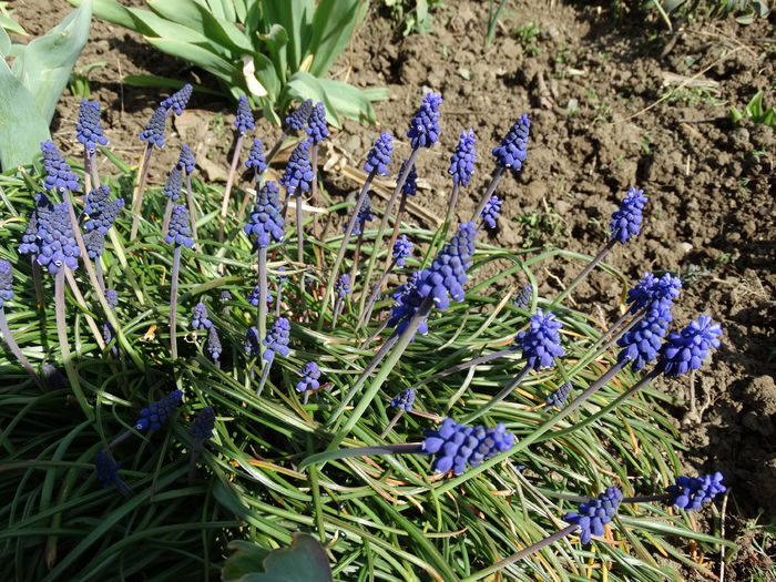 DSC09975 - Plante in gradina 2015