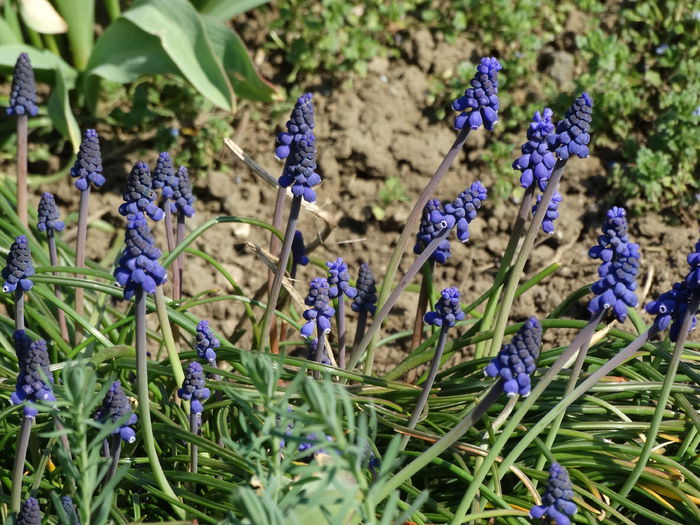 DSC09934 - Plante in gradina 2015