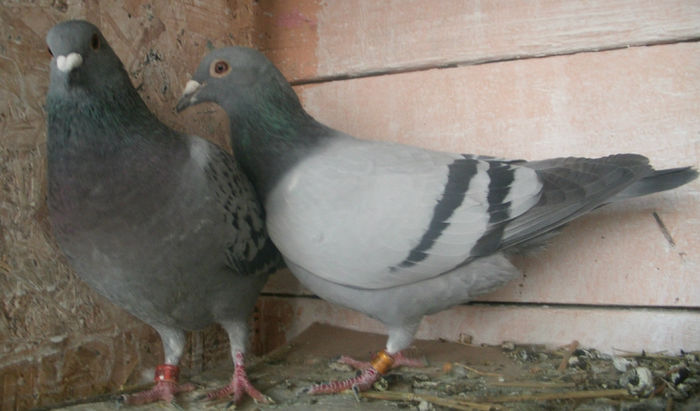 APDC0052 - 2015-Lot Zbor