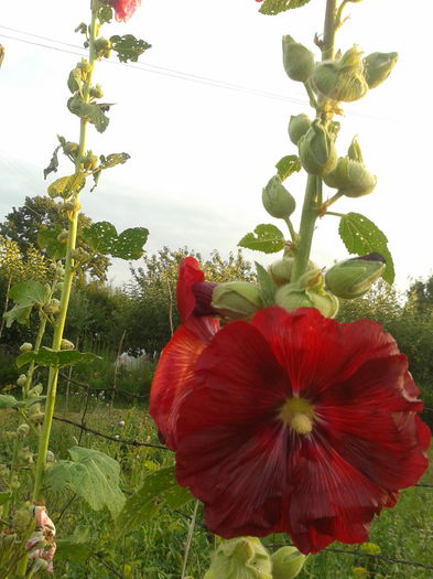 2014-07-17 20.12.02 - Nalba de gradina - Althaea rosea